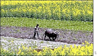 Ploughing with an ox in China