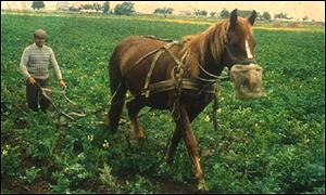 Russian farm
