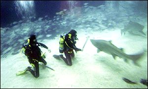 The National Marine Aquarium, Plymouth