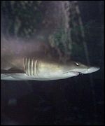 Shark