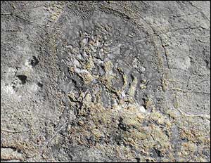 Fossil, Cambridge Uni