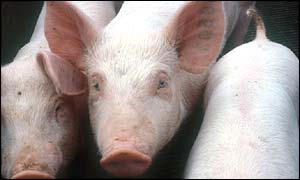 Pigs