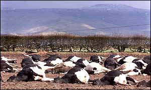 The carcasses of dead cattle in a field near the village of Lazonby, Cumbria