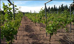 Danish vineyard