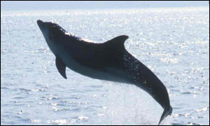 Shannon dolphin picture copyright Dr Simon Ingram
