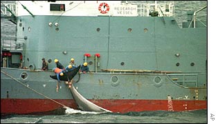 Japanese whalers retrieve a harpooned minke whale