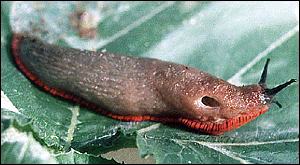 slug
