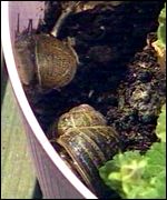 snails