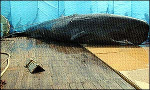 Pic of dead sperm whale