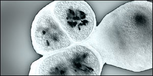 Cells