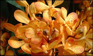 Orchid, BBC