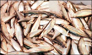 fish diet