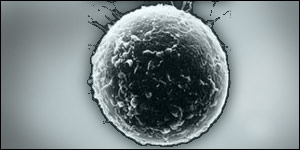 egg