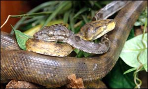 Amazon Tree Boa