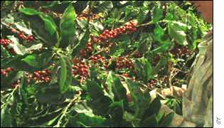 Coffee farmer