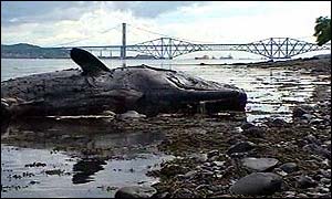 Whale in Firth of Forth