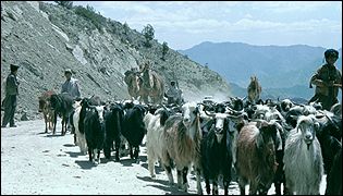 goats