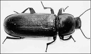 Mealworm beetle
