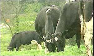 Vaccine manufacture used calf serum