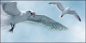 Seagulls