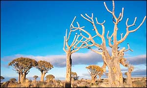 Quiver tree forest in Namibia 