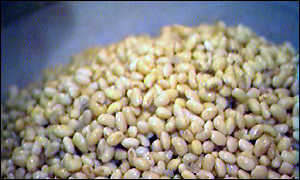 Soya beans contain a potentially beneficial chemical