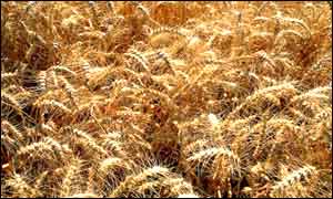 Wheat