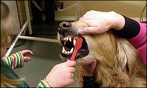 Dog having teeth brushed