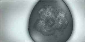 Embryo