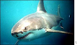 A female white pointer shark estimated to be approximately 5.5 metres in length at Aerial Reef