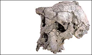 Chad hominid skull, MPFT