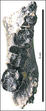 Chad hominid jaw, MPFT