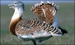 Great Bustard