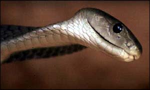 Snake