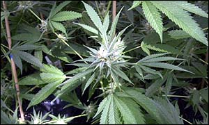 Cannabis plants