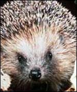 Hedgehog