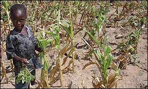 Child in field of wilted maize