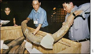 Singapore officials inspect seized tusks