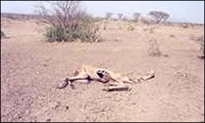 Camel carcass in Doho kebele