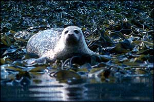 Common seal   SMRU