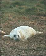 Greay seal pup  