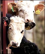 Cows