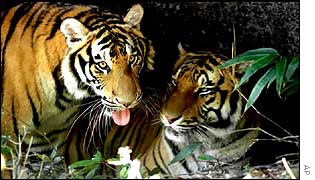 Tigers   AP
