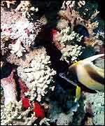 Reef   PA