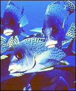 The Blue Planet