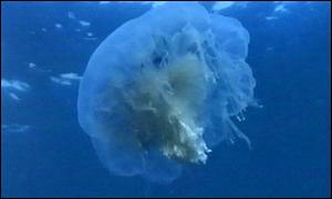 Jellyfish