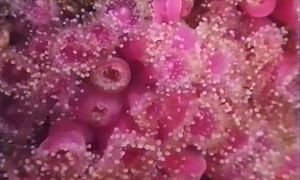 Marine life