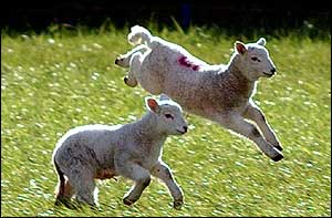 Lambs