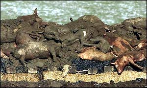 Pile of carcasses at Burnside Farm in Northumberland during the crisis