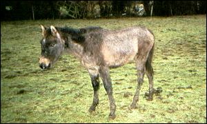 A pony